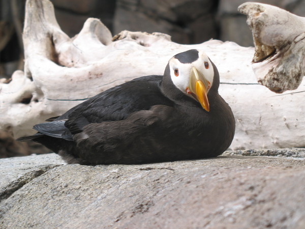 Seward Alaska Sea Bird Seward Alaska Sea Bird