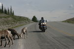 Delta Junction Alaska WIldlife